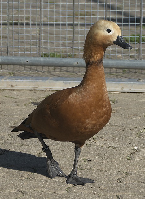 最佳工具人